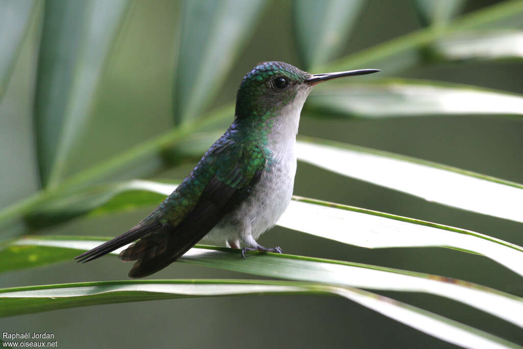 Colibri de Julie femelle adulte, identification