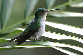 Violet-bellied Hummingbird