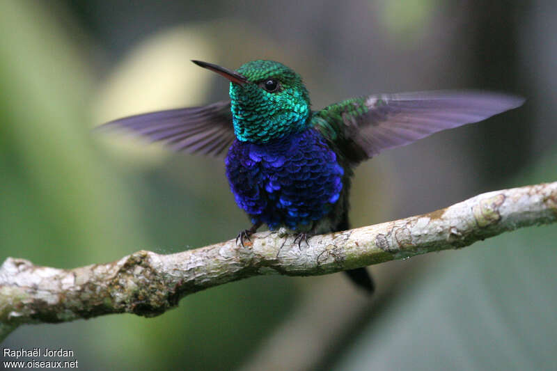 Violet-bellied Hummingbird male adult breeding, courting display, Behaviour