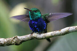 Violet-bellied Hummingbird