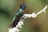 Colibri de la Talamanca