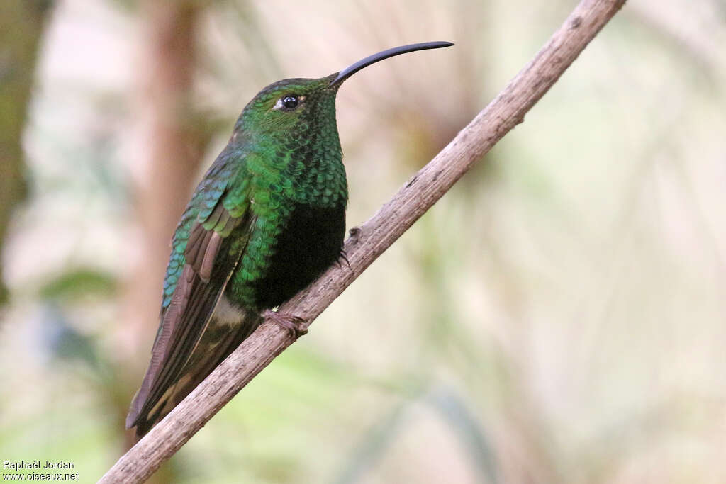 Colibri de Lafresnaye mâle adulte nuptial, identification