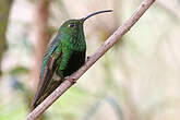 Colibri de Lafresnaye