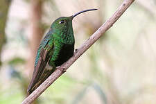 Colibri de Lafresnaye