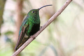 Colibri de Lafresnaye