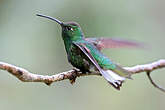 Colibri de Lafresnaye