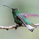 Colibri de Lafresnaye