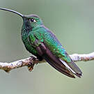 Colibri de Lafresnaye