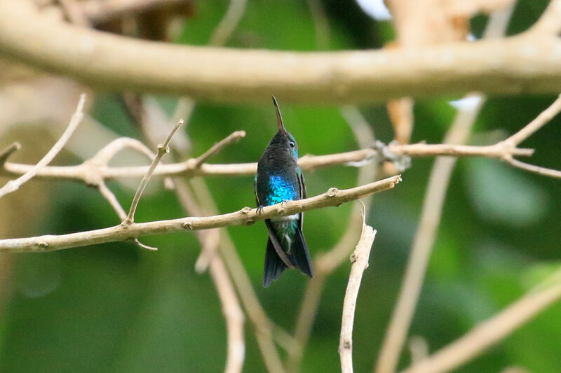 Sapphire-bellied Hummingbirdadult