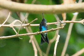 Sapphire-bellied Hummingbird