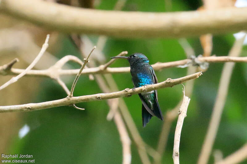 Sapphire-bellied Hummingbirdadult, identification