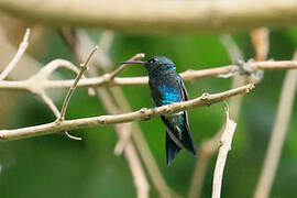 Sapphire-bellied Hummingbird