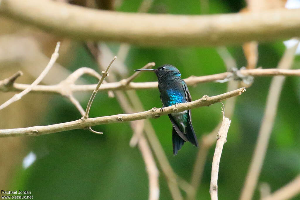 Colibri de Lillie adulte, identification