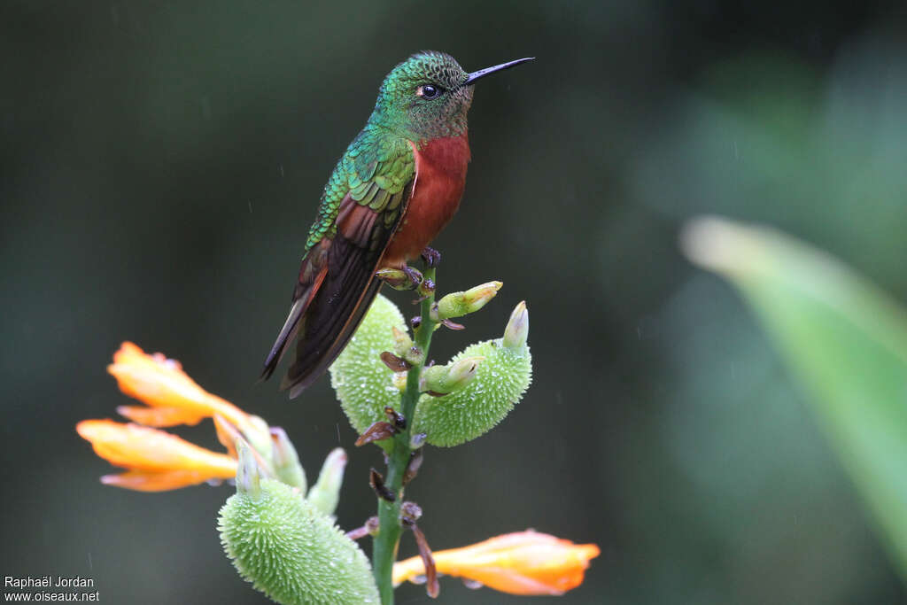 Chestnut-breasted Coronet male adult, identification