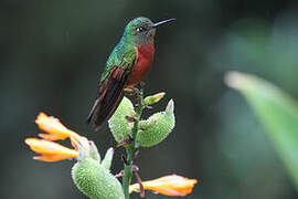 Chestnut-breasted Coronet