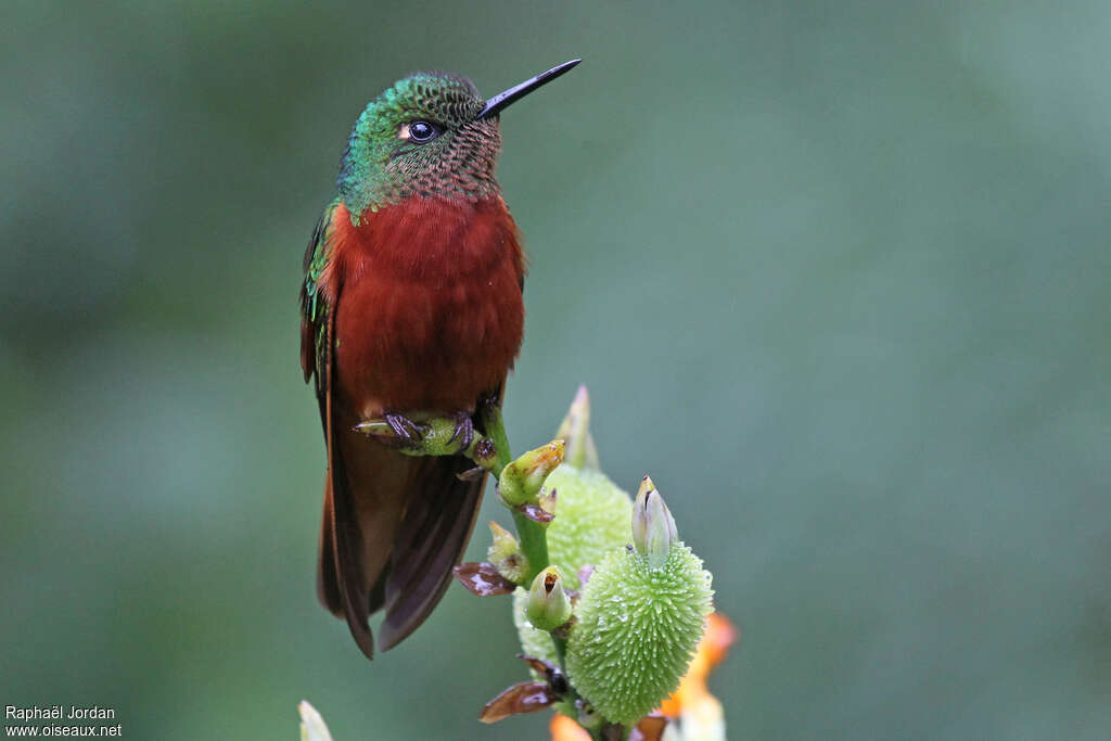 Colibri de Matthews mâle adulte, portrait