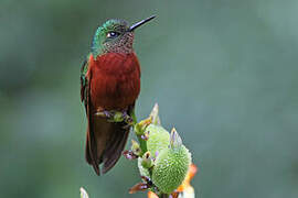 Chestnut-breasted Coronet