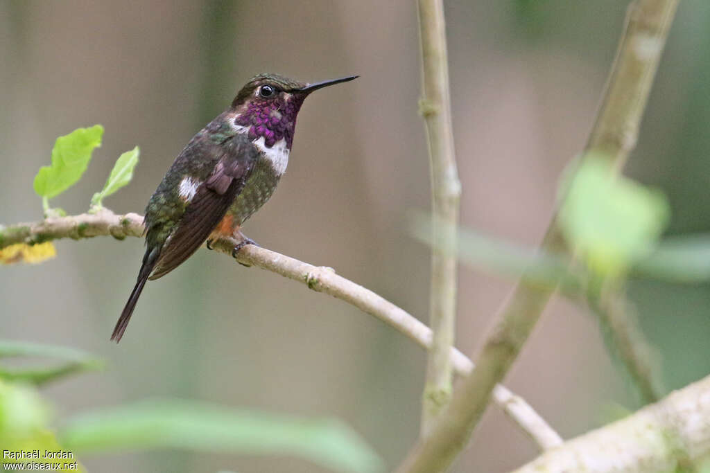 Colibri de Mitchell mâle adulte, identification