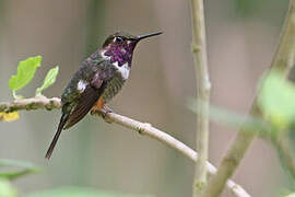 Purple-throated Woodstar