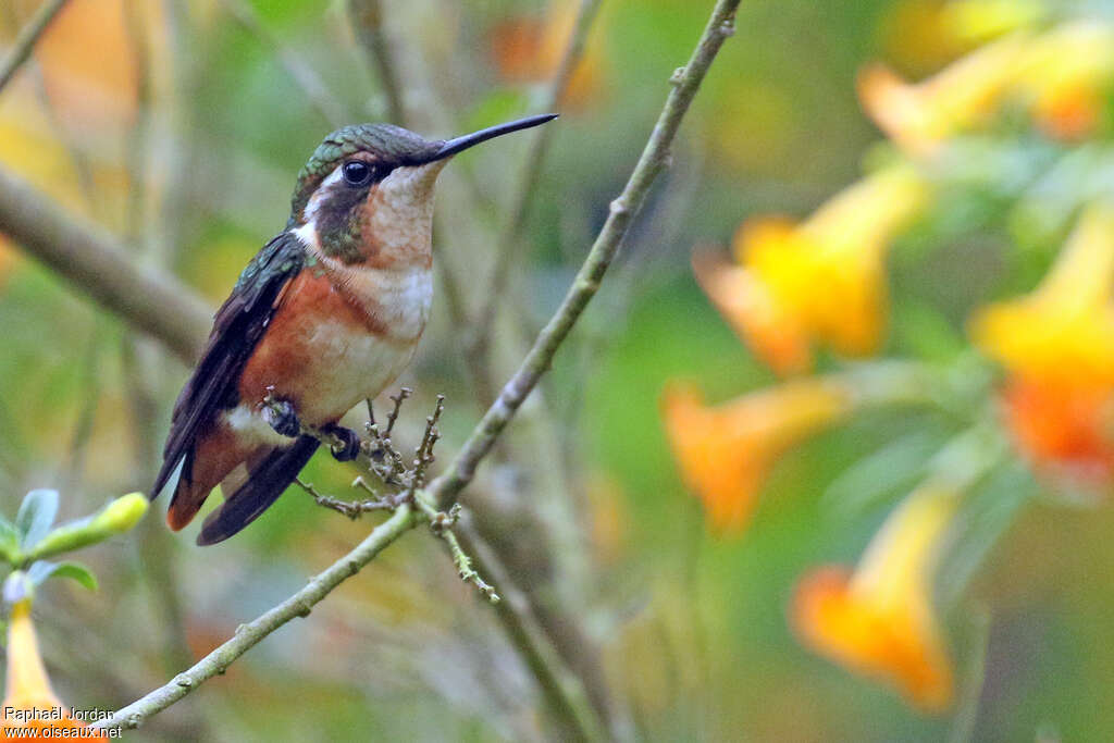 Colibri de Mulsant femelle adulte, identification