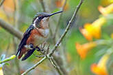 Colibri de Mulsant