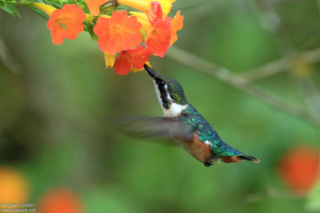 Colibri de Santa Marta femelle, adulte, identification
