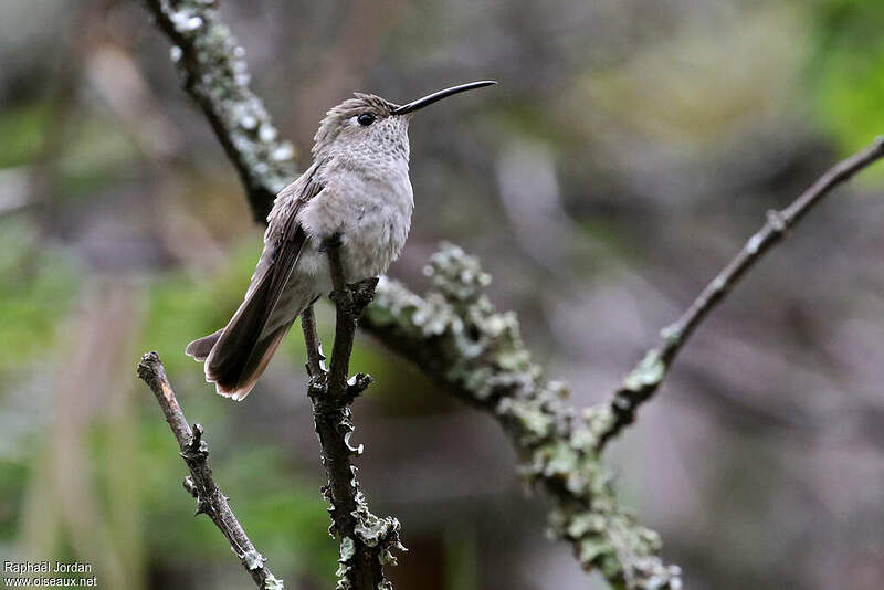 Colibri de Taczanowski adulte rajo303500