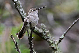 Spot-throated Hummingbird