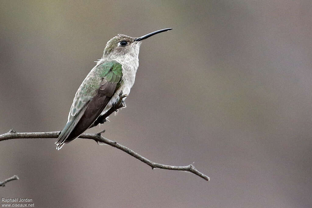 Tumbes Hummingbirdadult, identification