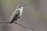 Colibri de Tumbes