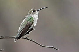 Colibri de Tumbes