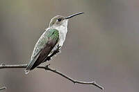 Colibri de Tumbes