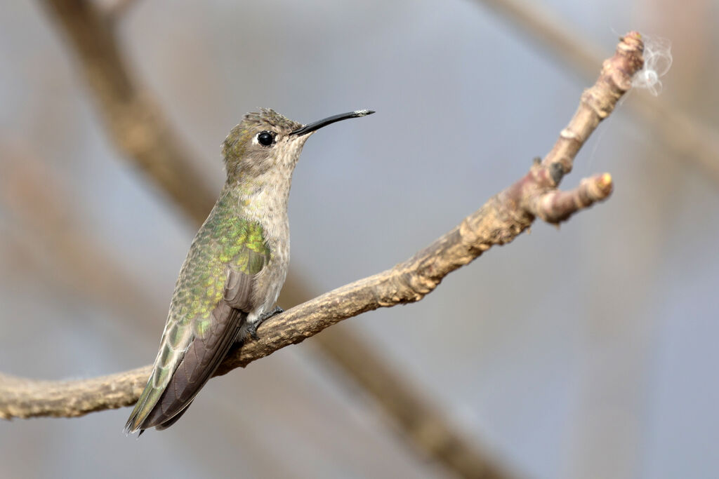 Tumbes Hummingbird