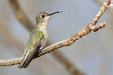 Colibri de Tumbes