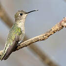 Colibri de Tumbes