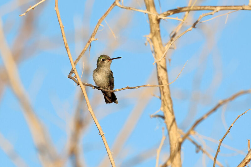 Tres Marias Hummingbird female adult
