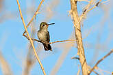 Colibri des Marias