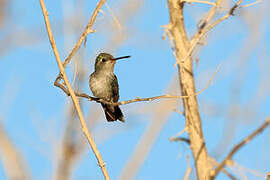 Colibri des Marias