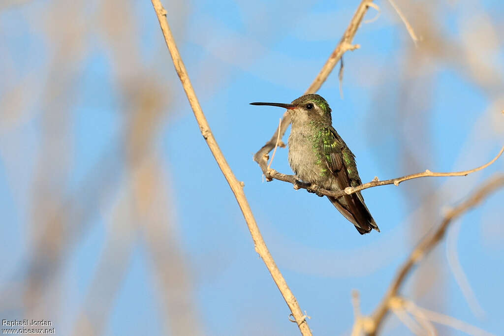 Tres Marias Hummingbird female adult