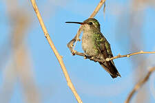 Colibri des Marias