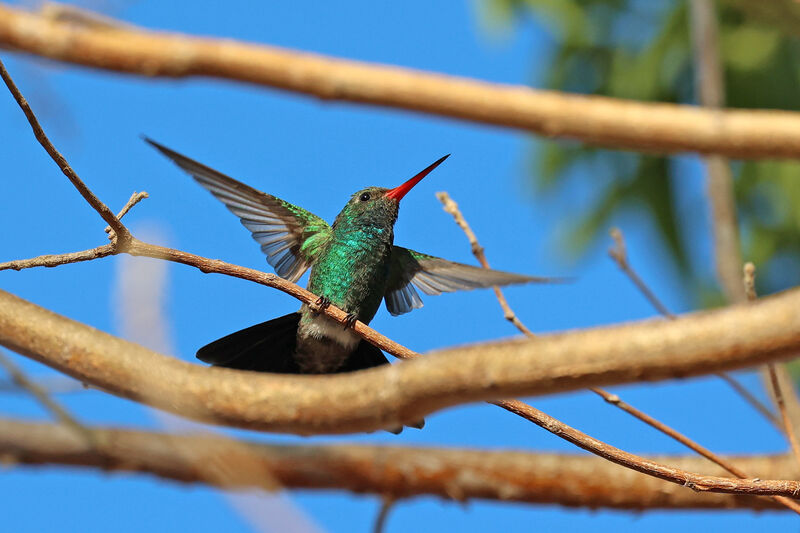 Tres Marias Hummingbird male adult