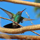 Colibri des Marias