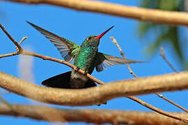 Tres Marias Hummingbird