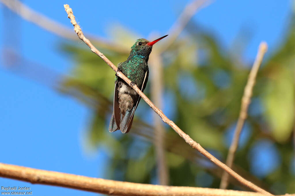 Colibri des Marias mâle adulte