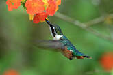 Colibri des Santa Marta