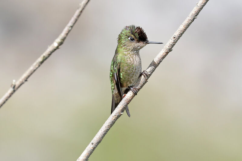 Green-backed Firecrown male adult
