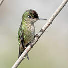 Colibri du Chili