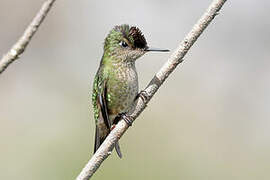 Green-backed Firecrown