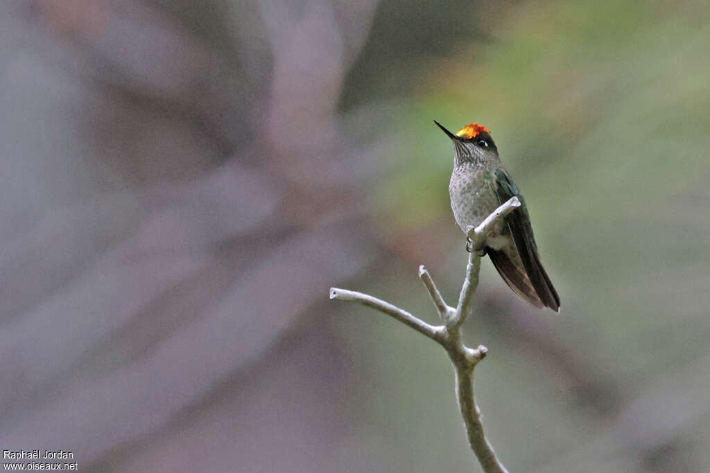 Green-backed Firecrown male adult breeding