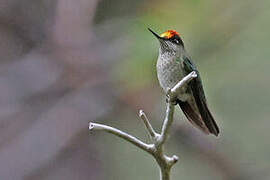 Green-backed Firecrown